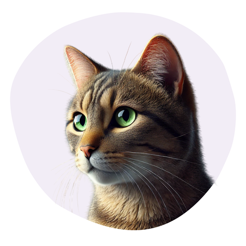 American Bobtail Poil Court