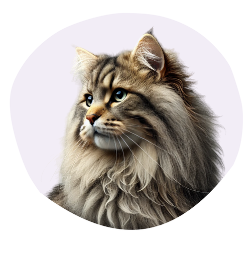 American Bobtail Poil Long