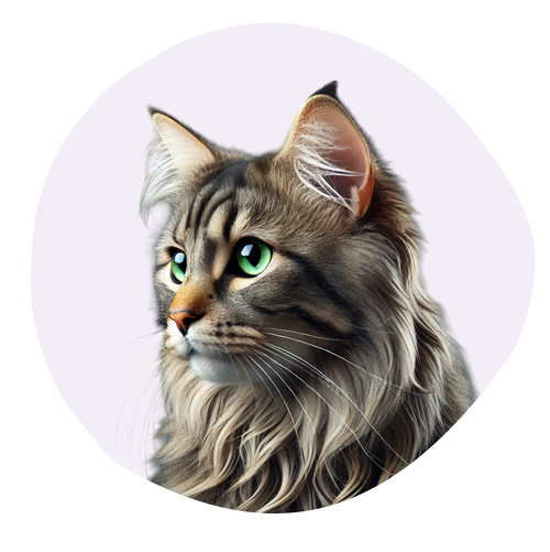 American Curl Poil Court