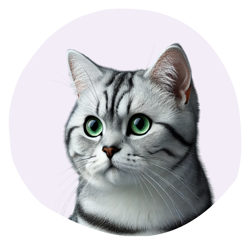 American shorthair