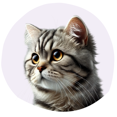 American wirehair