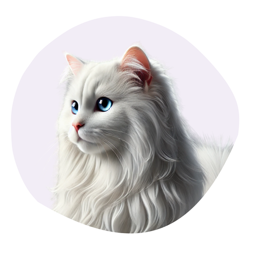 Angora Turc