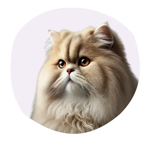 Persan