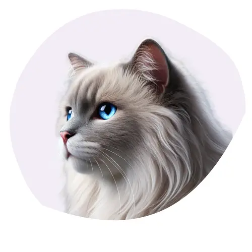Ragdoll/Cherubim