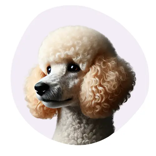 Caniche