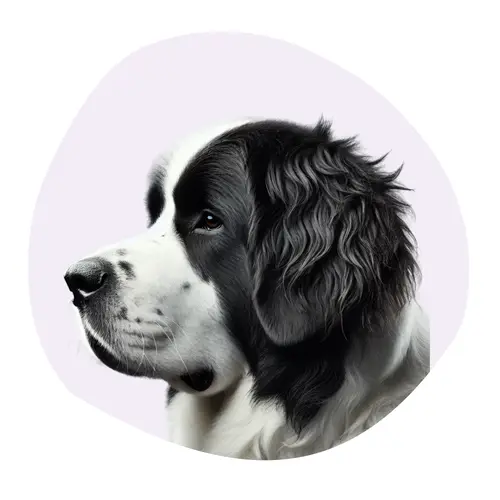 Landseer