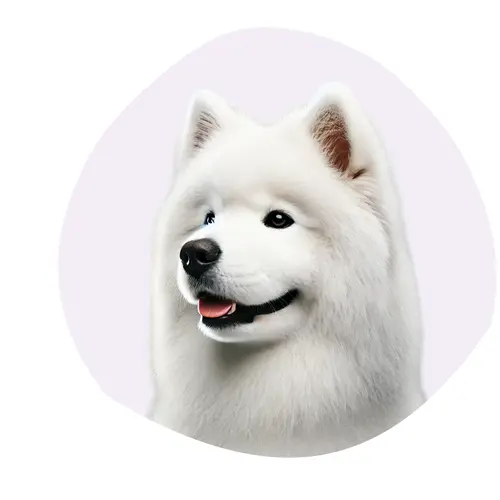 Samoyede