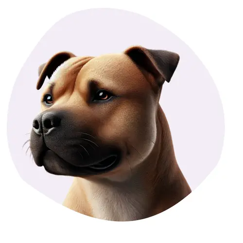 Staffordshire Terrier Américain