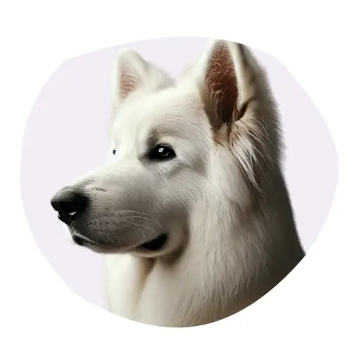 Berger Blanc Suisse