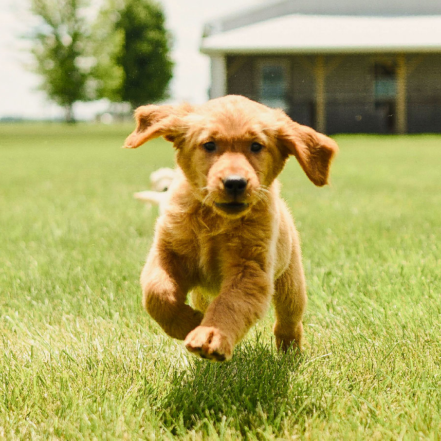 À quel âge peut-on réaliser un test ADN sur un chien ?