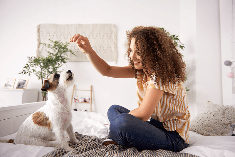 Chien Maladies génétiques 2
