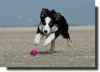 Chien plage ombrée