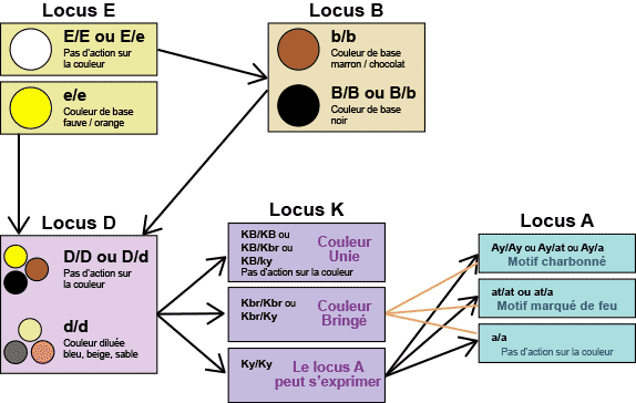 Chiens - Tableau interactions locus couleur