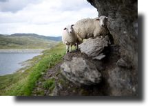 Moutons ombrée