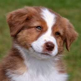 Chien MDR1