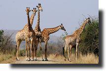 Girafes ombrée