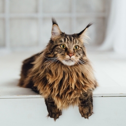 Maladies génétiques Chat