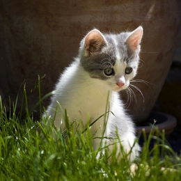 Test ADN chien et chat